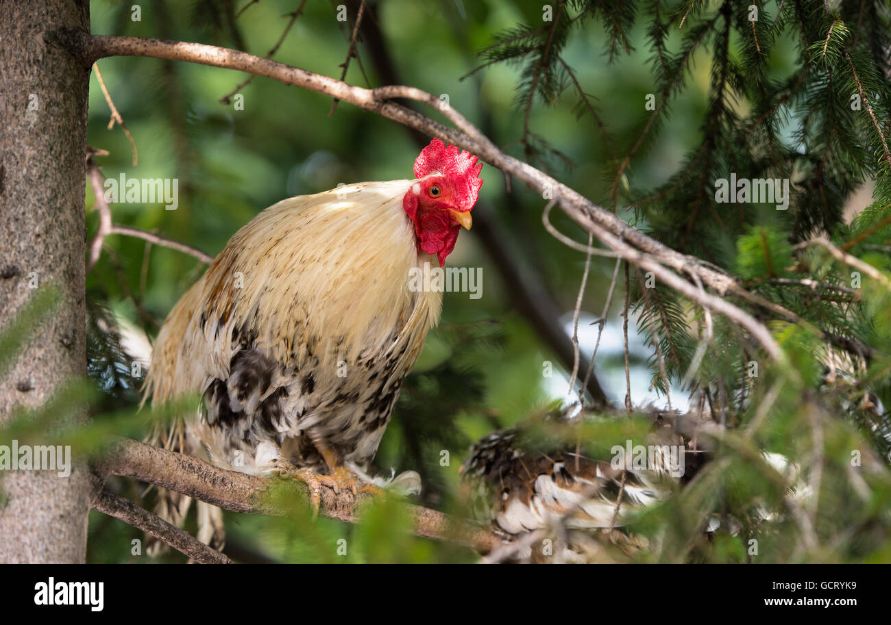 Rooster and chickens in the sun Stock Photo Alamy