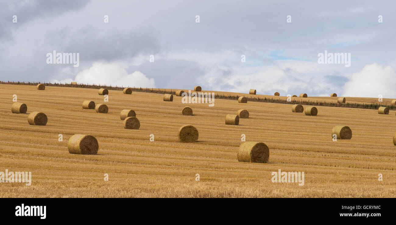 Hay bales in a golden field under a cloudy sky; Cupar, Scotland Stock Photo