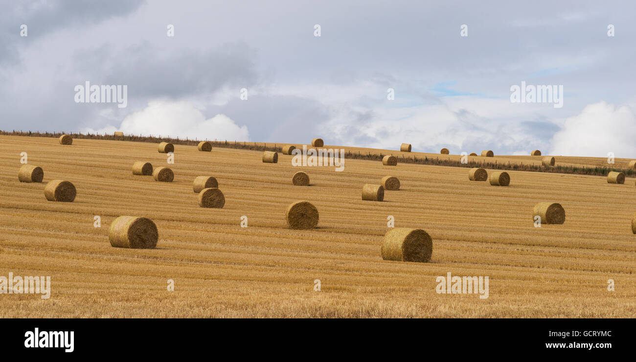 Hay bales in a golden field under a cloudy sky; Cupar, Scotland Stock ...