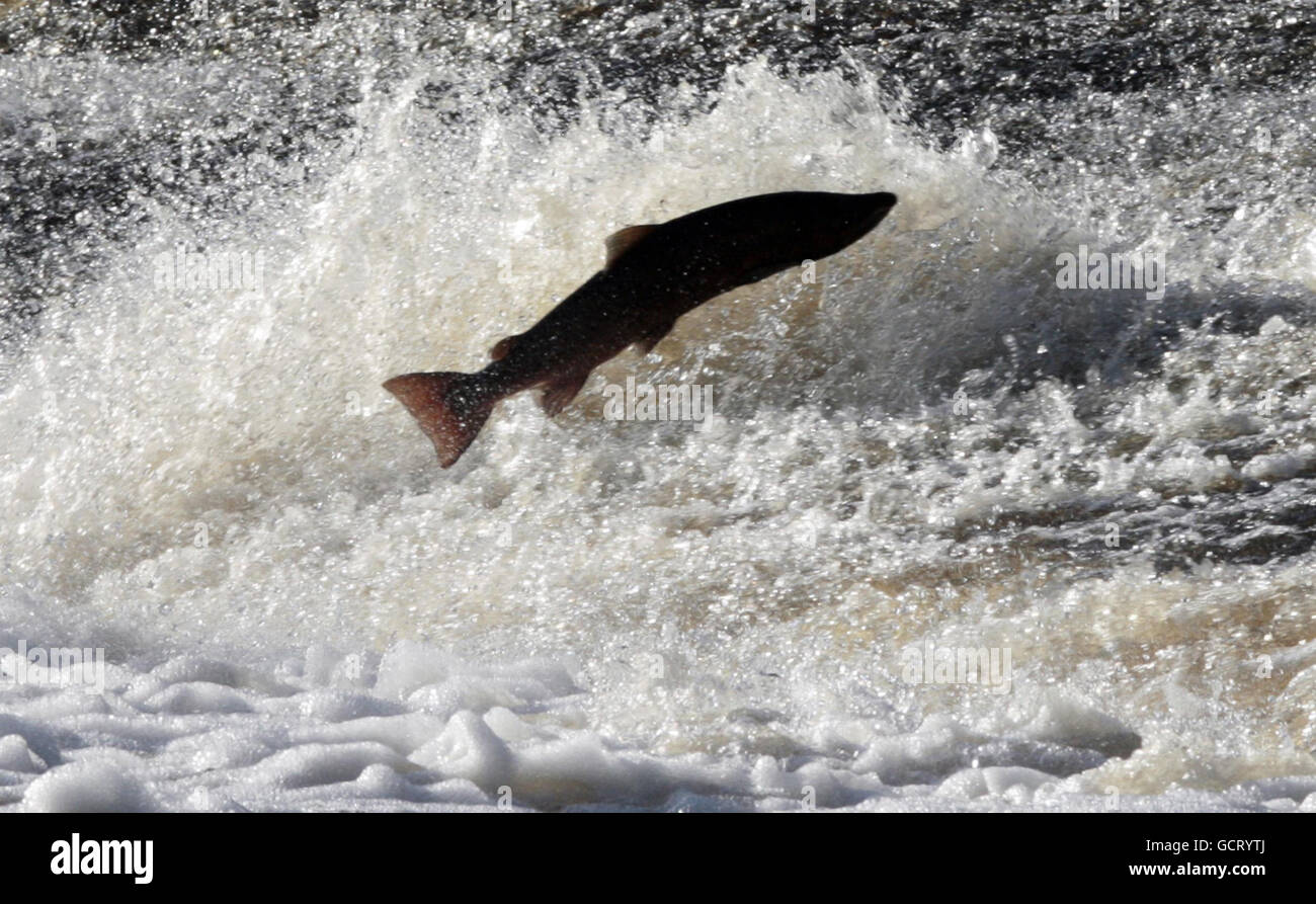 Migrating salmon, weighing up to 10kg, leap the Selkirk Cauld on the River Ettrick, in the Scottish Borders after travelling up from the North Sea coast. Stock Photo