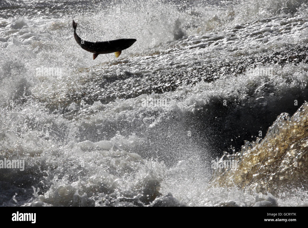 Migrating salmon, weighing up to 10kg, leap the Selkirk Cauld on the River Ettrick, in the Scottish Borders after travelling up from the North Sea coast. Stock Photo