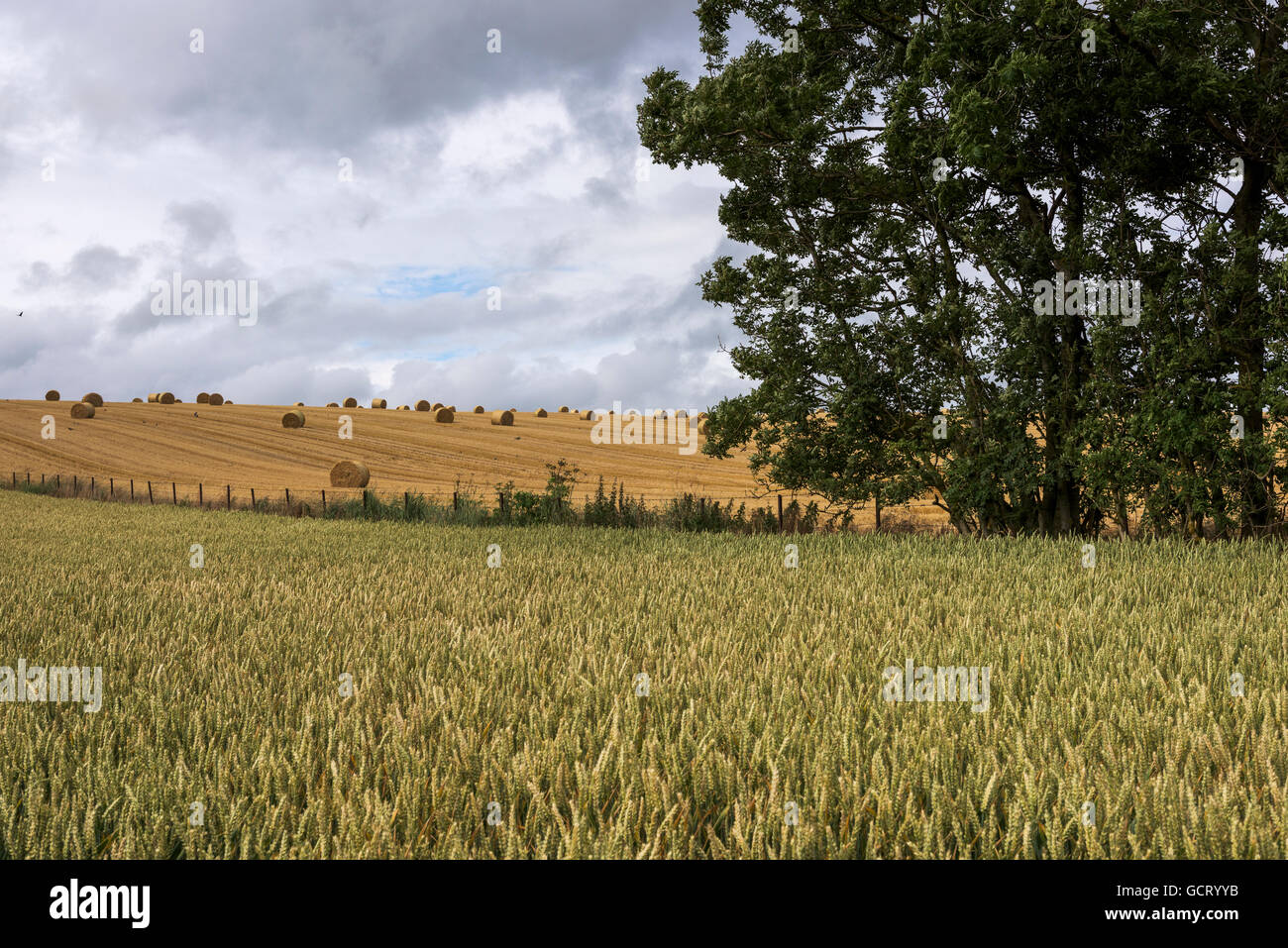 Crop in a field in the foreground and a golden harvest field with hay bales in the background; Cupar, Scotland Stock Photo