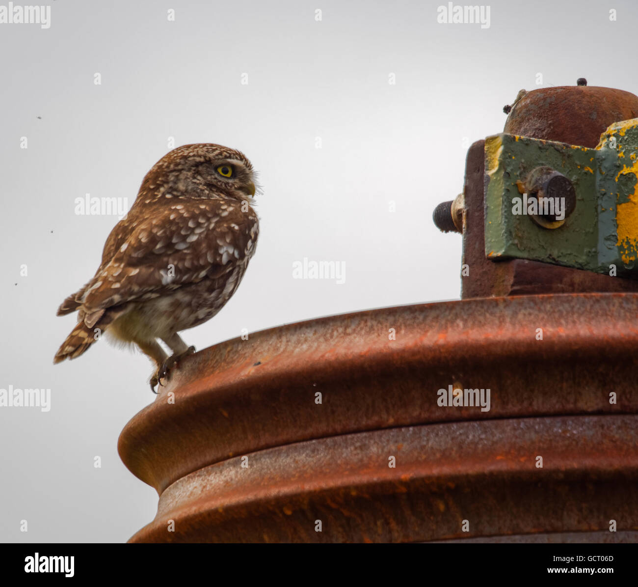 wild little owl sitting on farm equipment (Athene noctua) Stock Photo