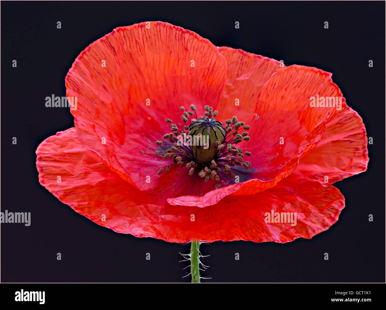 Poppy Back Photo Poppy photographed against a black back ground, Focus stacked Stock ...