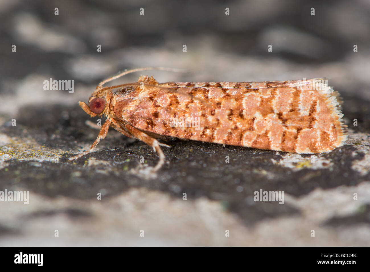 Lozotaeniodes formosana micro moth. Attractive tortrix moth in the family Tortricidae, at rest in profile Stock Photo