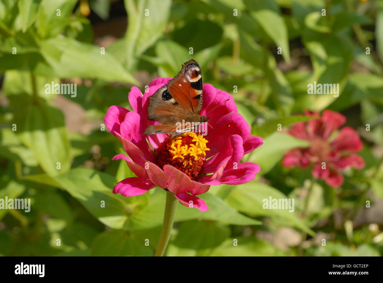 Tulip and butterfly, tulipa silvestris, lepidoptera Stock Photo
