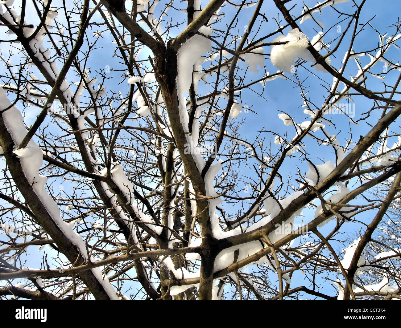 Sunlit branches covered in snow against a blue sky. Stock Photo