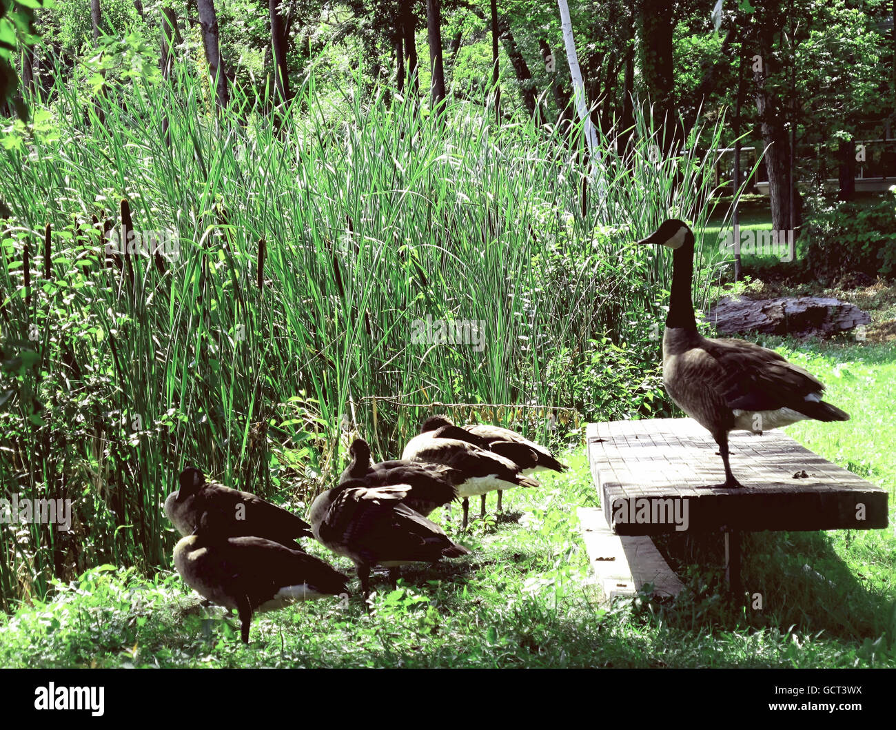 Large goose standing on a wood bench with a gaggle of geese on the grass. Stock Photo
