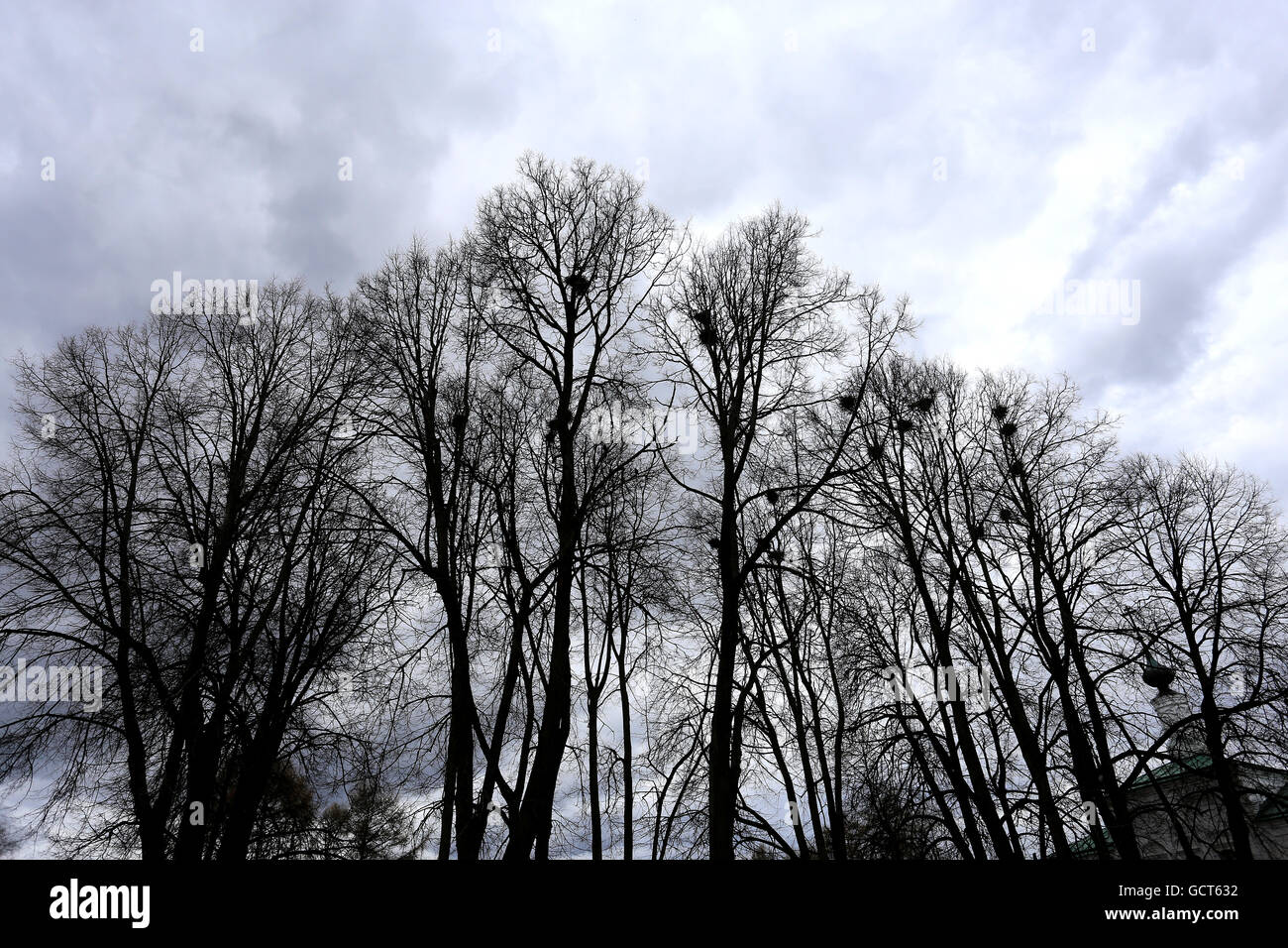 Beautiful tall trees on the background of cloudy sky Stock Photo - Alamy