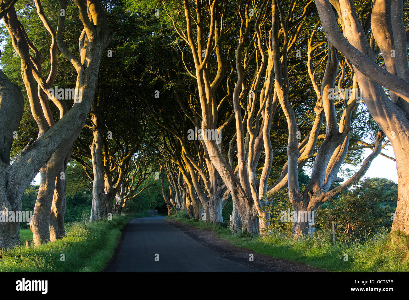 Early morning sunlight on the 'Dark Hedges' - an avenue of ancient trees in County Antrim in Northern Ireland. Stock Photo
