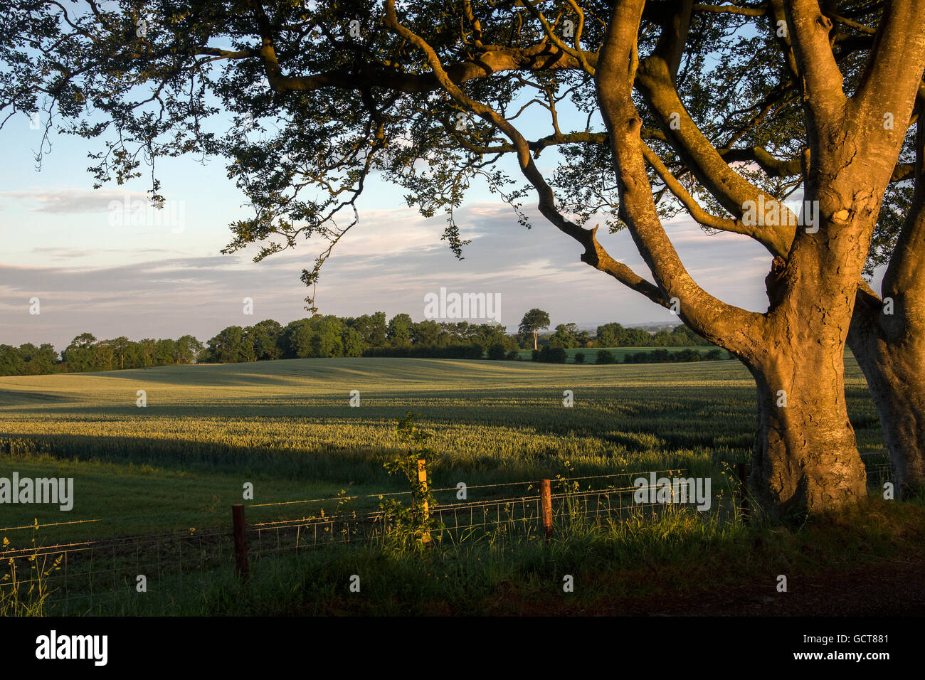 Early morning sunlight on the trees and fields of rural Ireland - County Antrim in Northern Ireland. Stock Photo