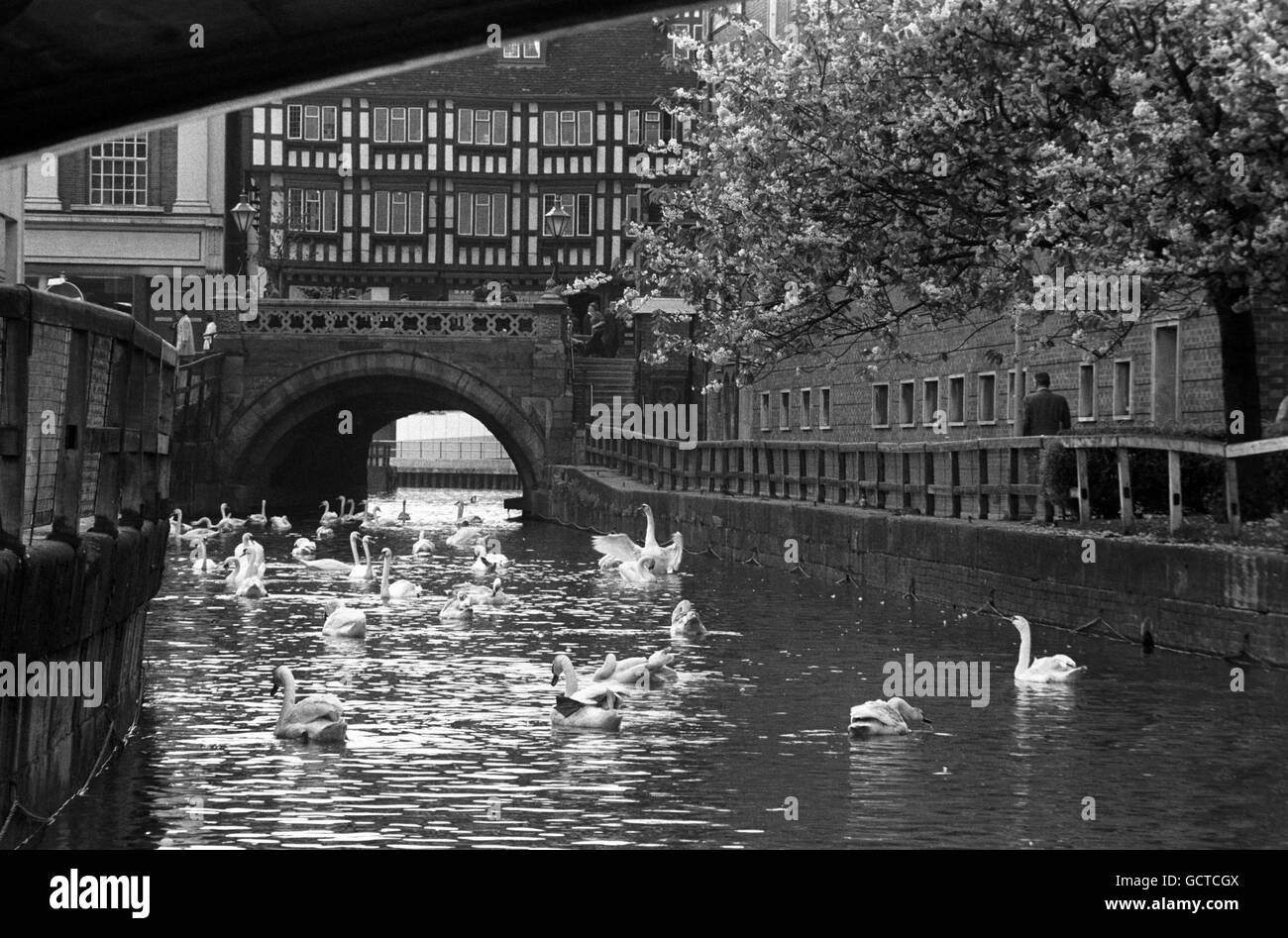 Buildings and Landmarks - Lincoln. Dozens of white swans and ancient arches leading to a Tudor beamed building in the centre of Lincoln. Stock Photo