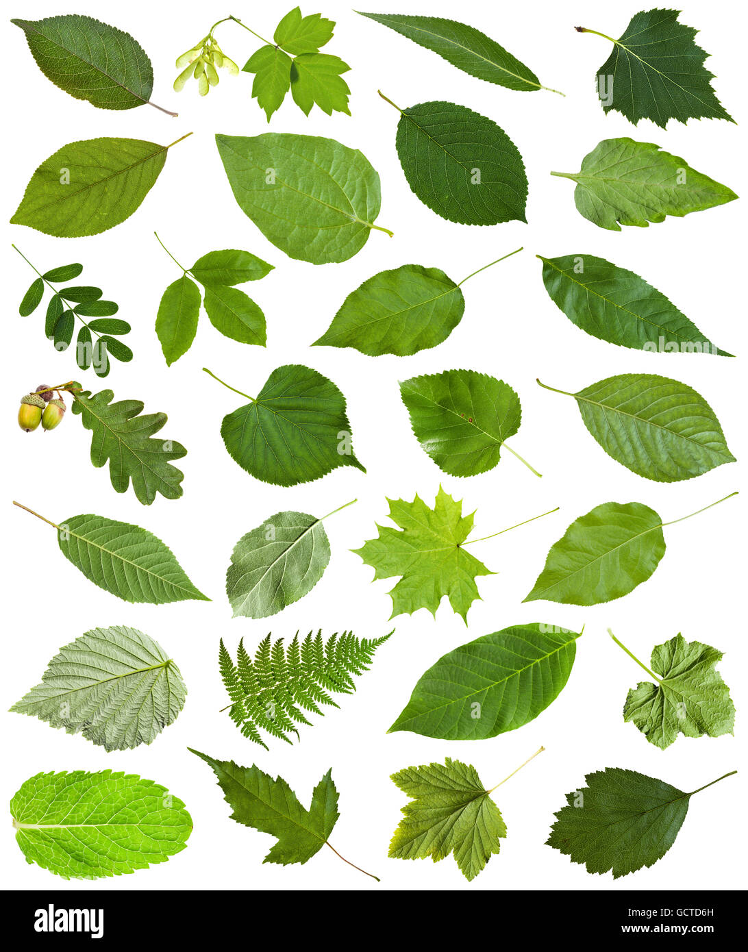 set of varuious green leaves isolated on white - hawberry, maple, acer, sambucus, elderberry, birch, fern, fraxinus, ash, oak, a Stock Photo