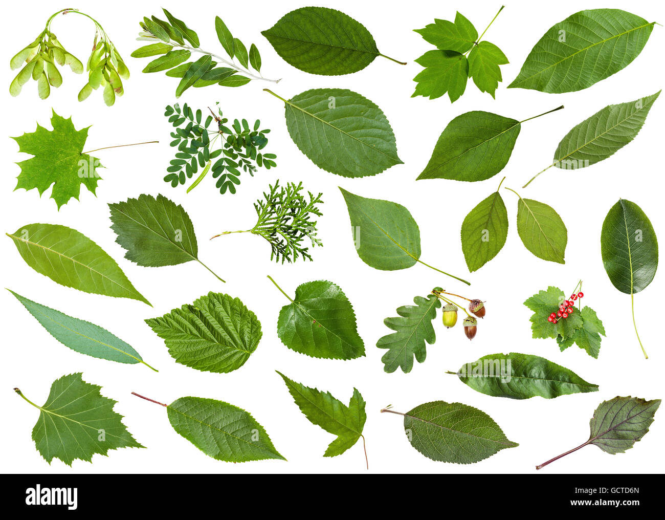 set of varuious green leaves isolated on white - mulberry, redcurrant, currant, ribes, peach, thuja, pear, basil, cherry, cratae Stock Photo