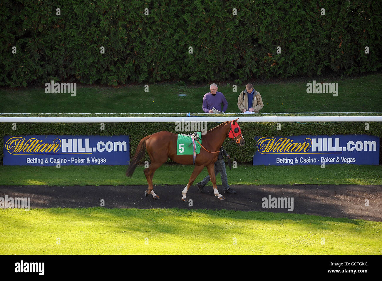 Horse Racing Kempton Park. A Horse in the Parade Ring Stock Photo Alamy
