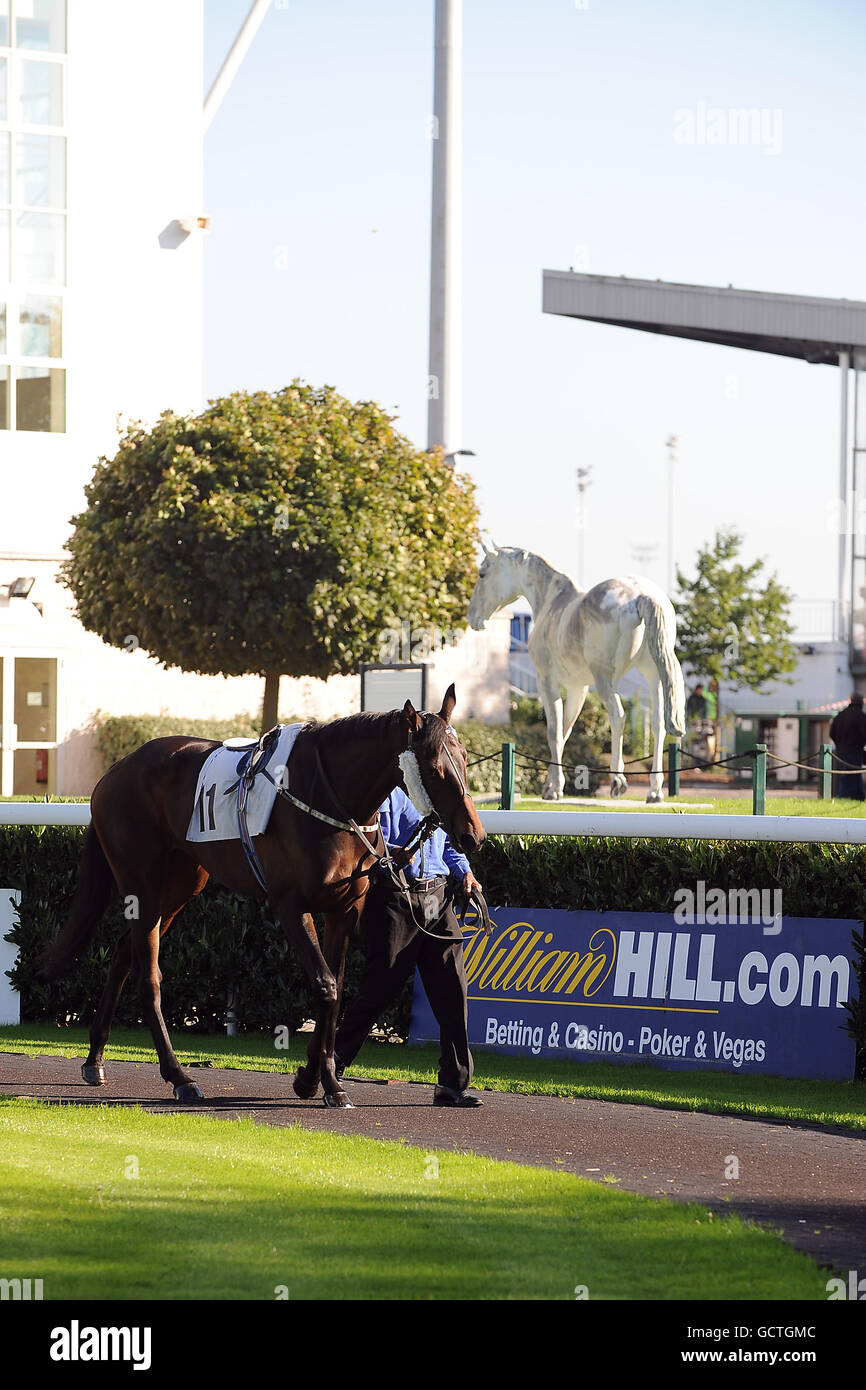 Horse Racing Kempton Park. A horse in the parade ring Stock Photo Alamy