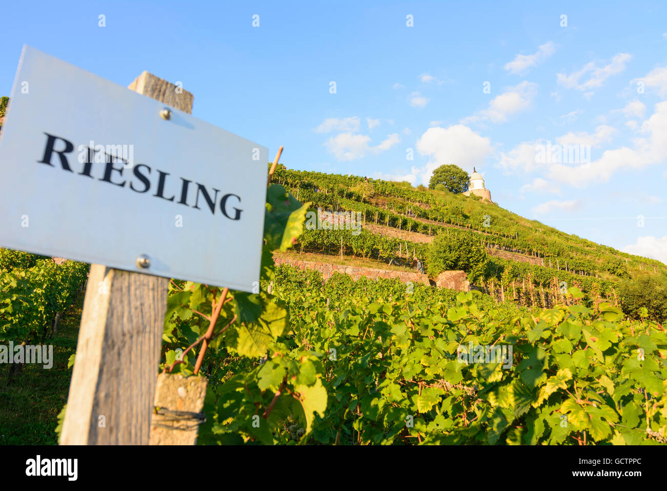 Radebeul Saxon State Winery Wackerbarth Castle with vineyards Germany Sachsen, Saxony Stock Photo