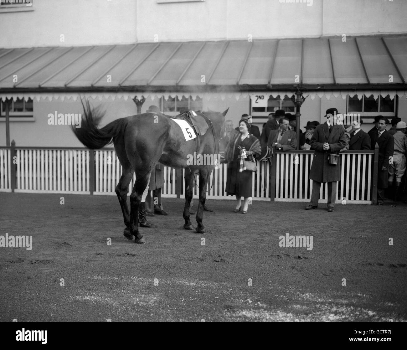 The Queen Mother sees her racehorse Devon Loch at Kempton Park, after ...