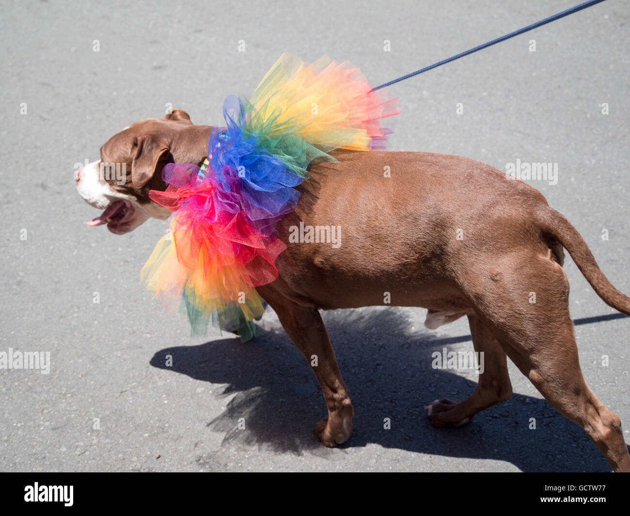 Dog pride hires stock photography and images Alamy