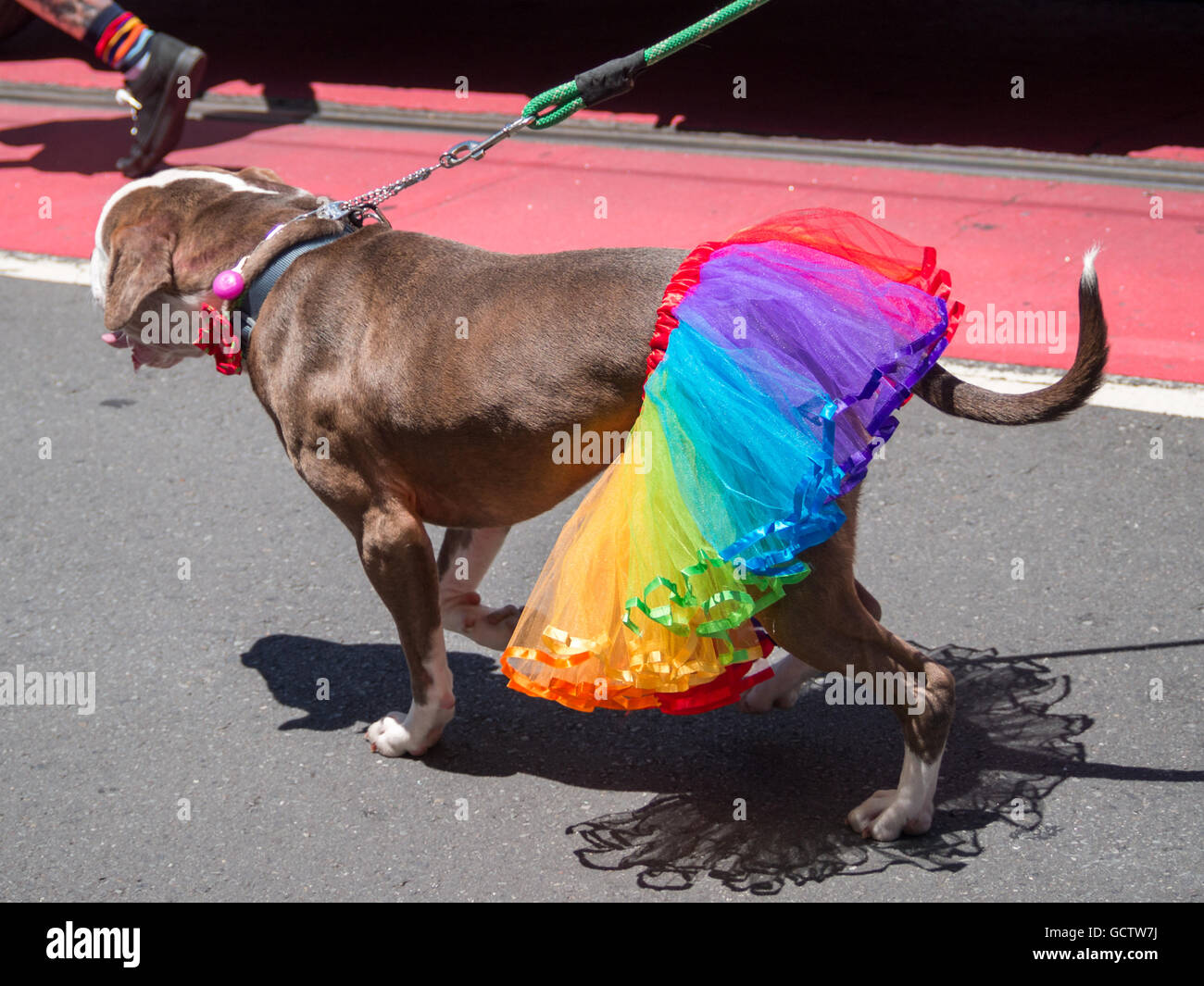 Dog pride hires stock photography and images Alamy
