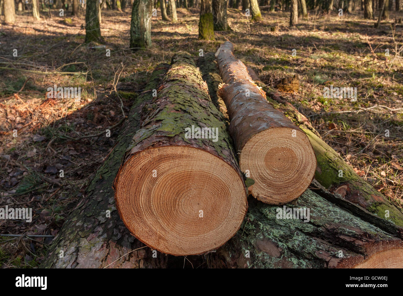 Cut trees in the forest. visible tree rings Stock Photo - Alamy