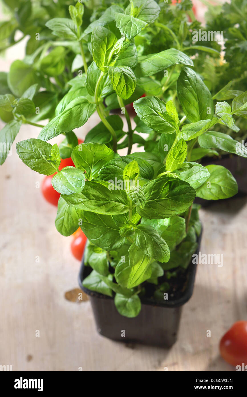 Planted tomatoes in a pot Stock Photo Alamy