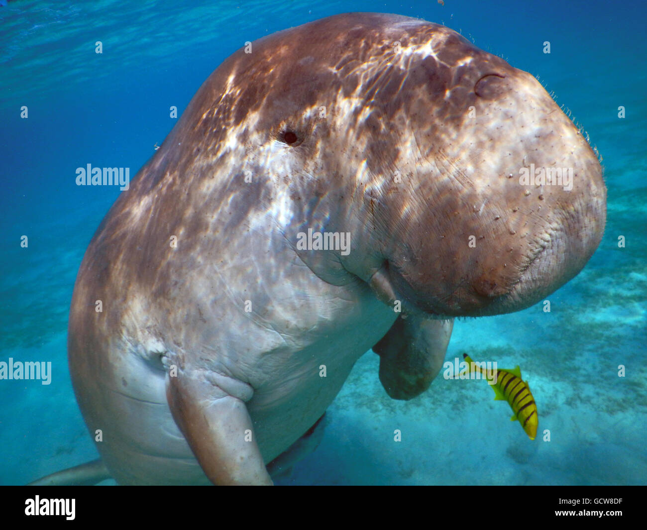 The dugong in the Marsa Mubarak facing the camera. Stock Photo