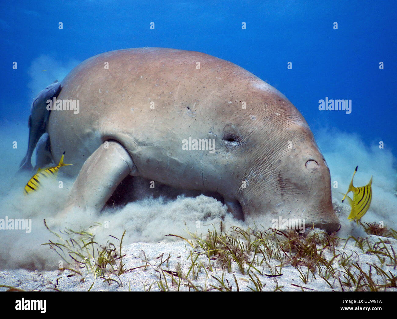 Dyson says: I am always hungry :) Stock Photo