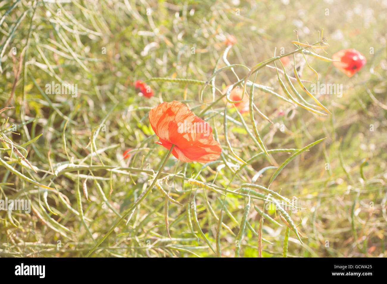 Blossom poppy flower hi-res stock photography and images - Alamy