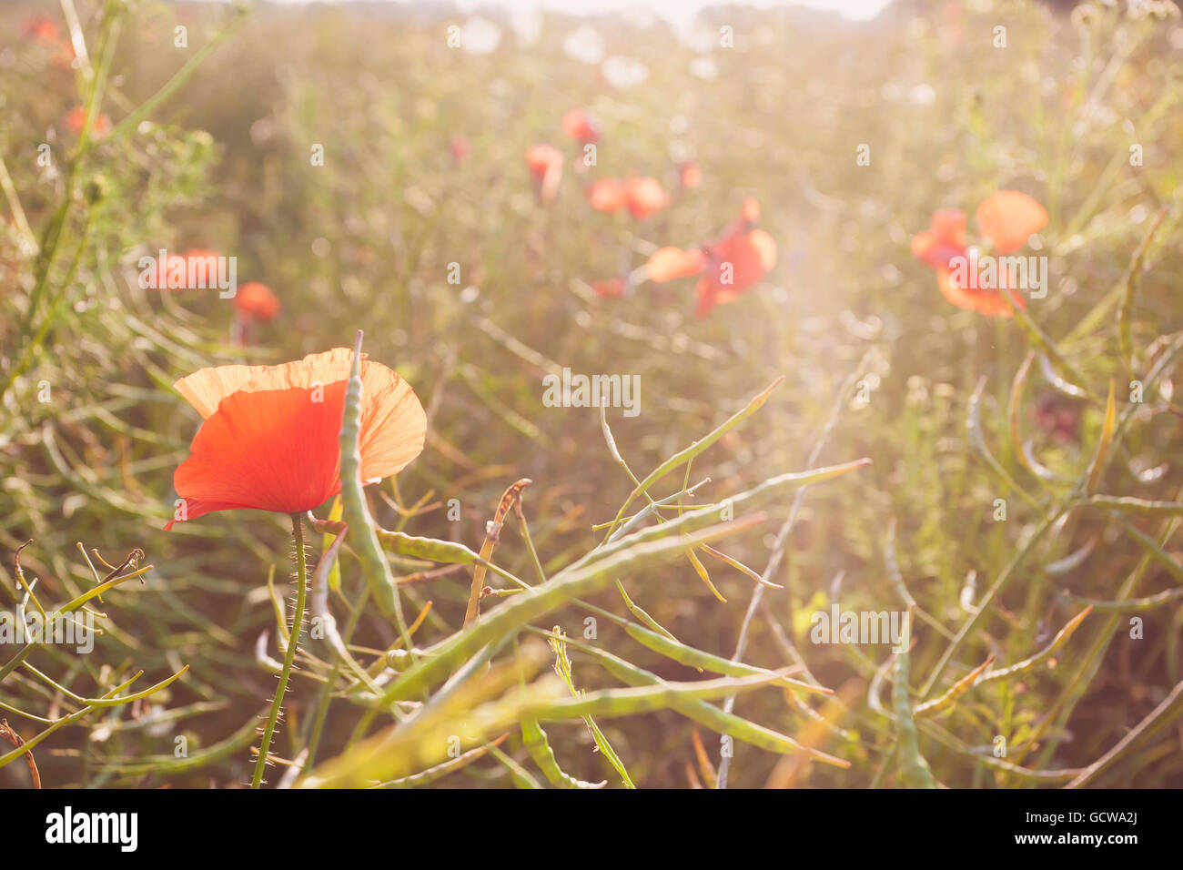 Poppy flowers in the summer field Stock Photo - Alamy