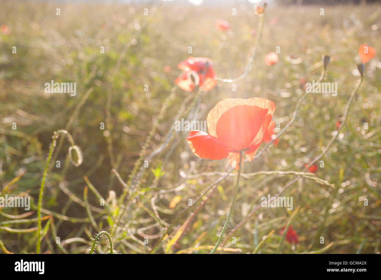Poppy flowers in the summer field Stock Photo - Alamy