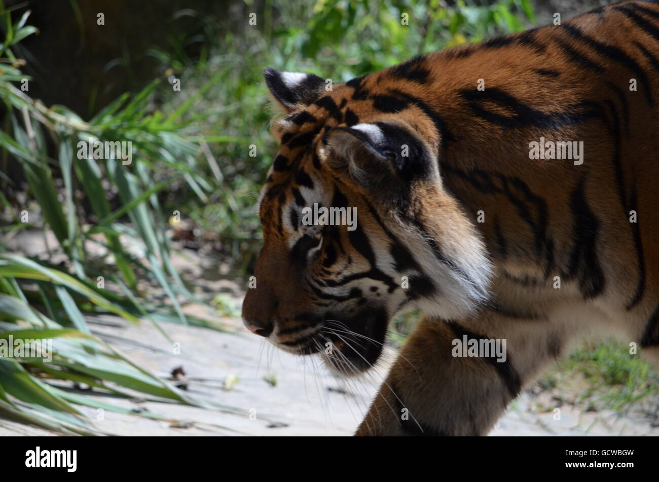 Sumatran Tiger Walking San Antonio Zoo San Antonio Texas USA Stock