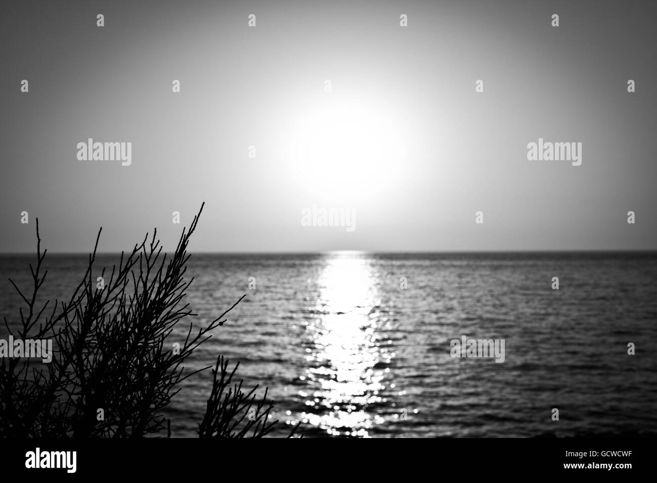 Black and white image focusing on horizon as the sun sets over Mediterranean Ocean with plant in the foreground from Cala Saona Stock Photo
