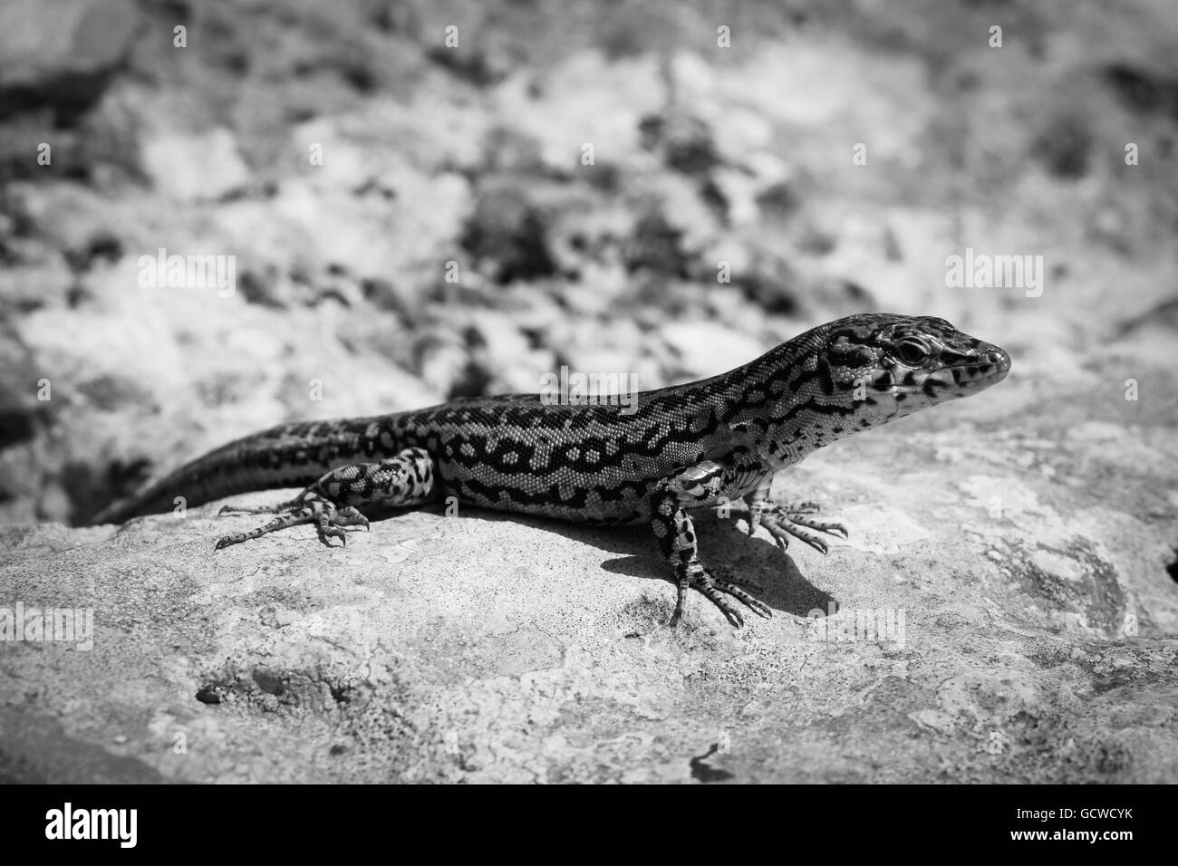 Black and white image of Podarcis Pityusensis Formenterae lizard resting on stone Stock Photo