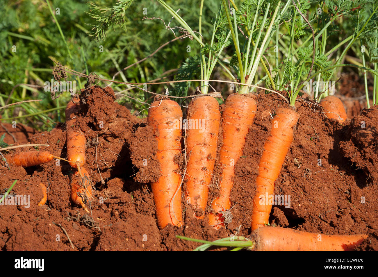 Carrots in the soil Stock Photo Alamy