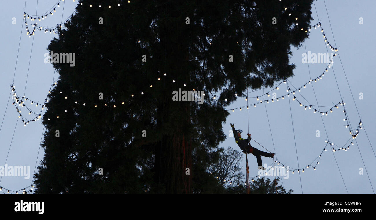 Arborist James Pumfrey fixes the 1,800 fairy lights to the Christmas