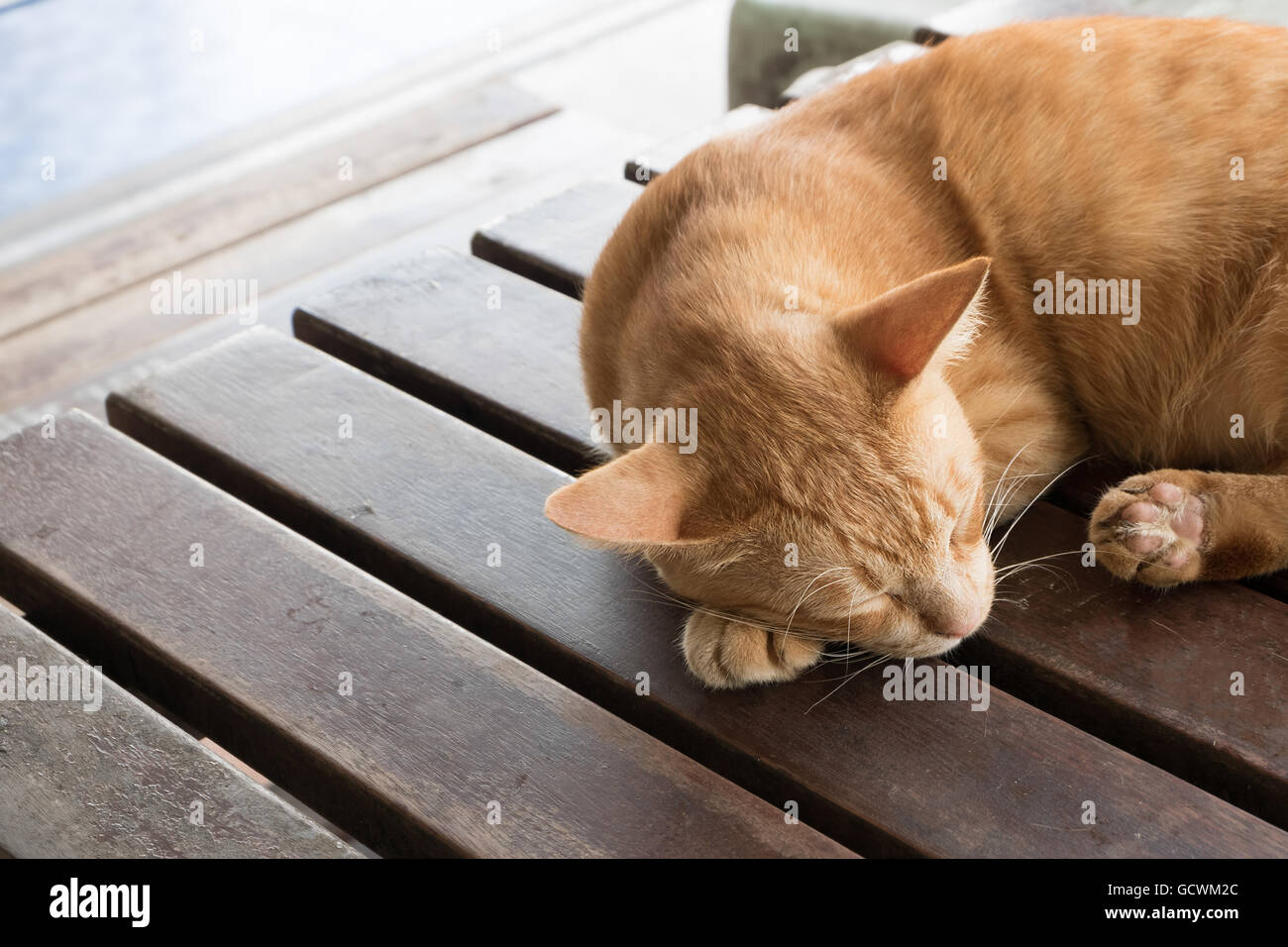 yellow brown adorable cat sleep tight alone on wooden table. Stock Photo