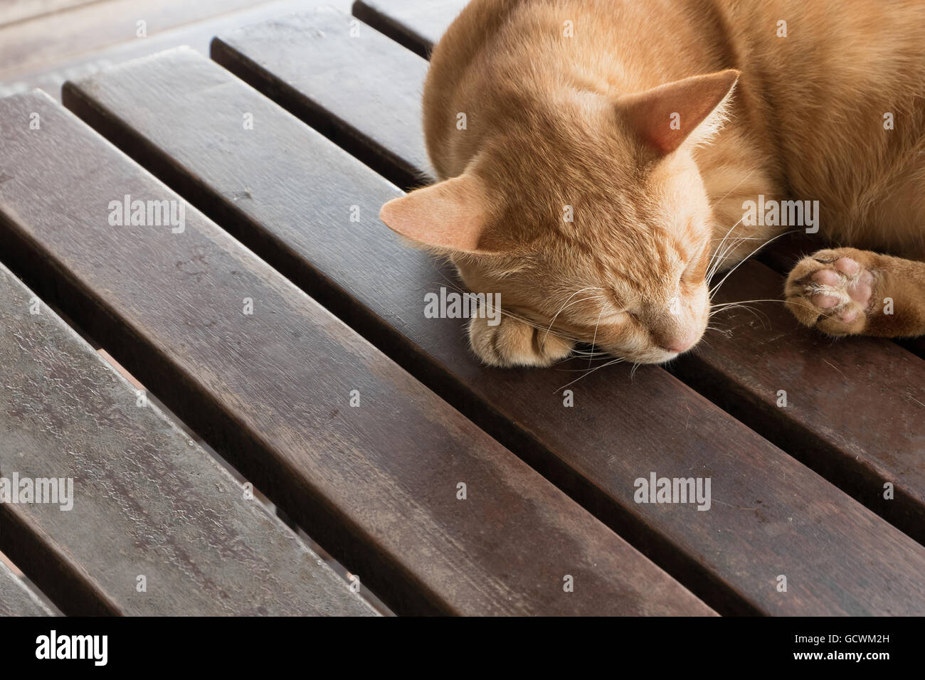 yellow brown adorable cat sleep tight alone on wooden table. Stock Photo