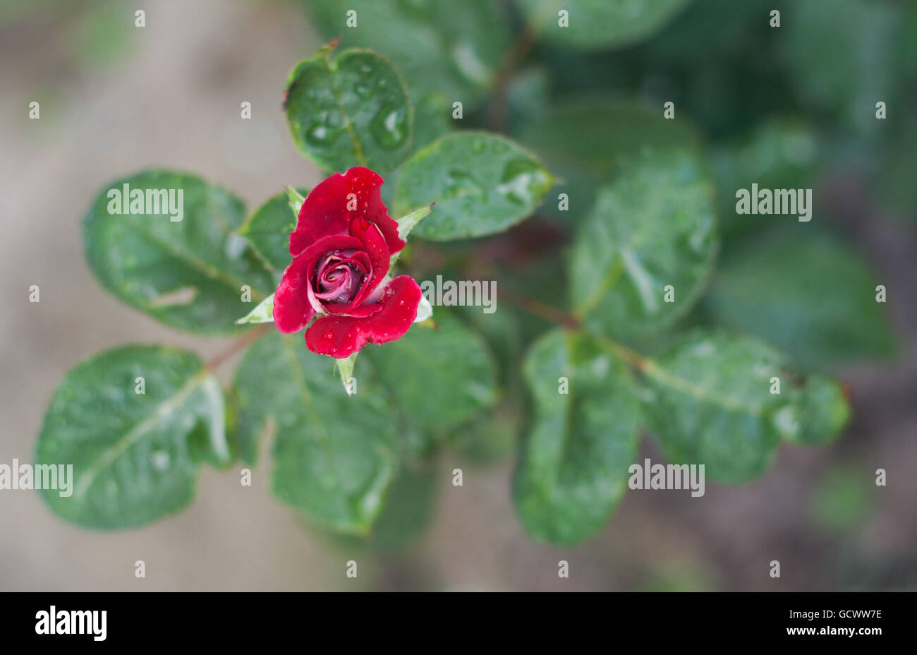 rose bud on the branch with rain drops Stock Photo