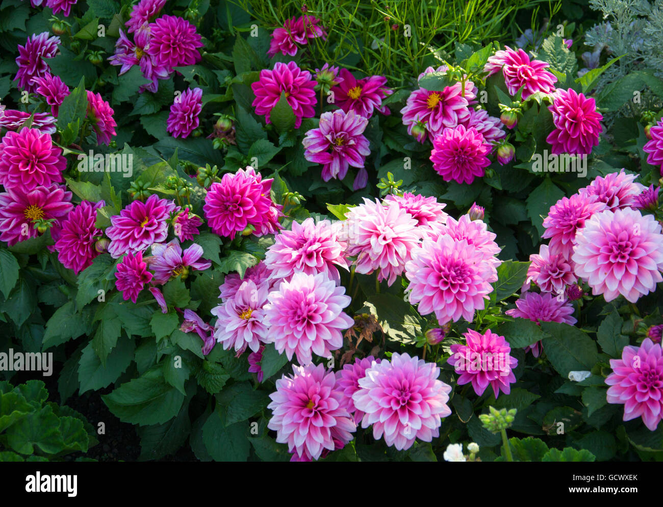 Dahlia hybride hires stock photography and images Alamy