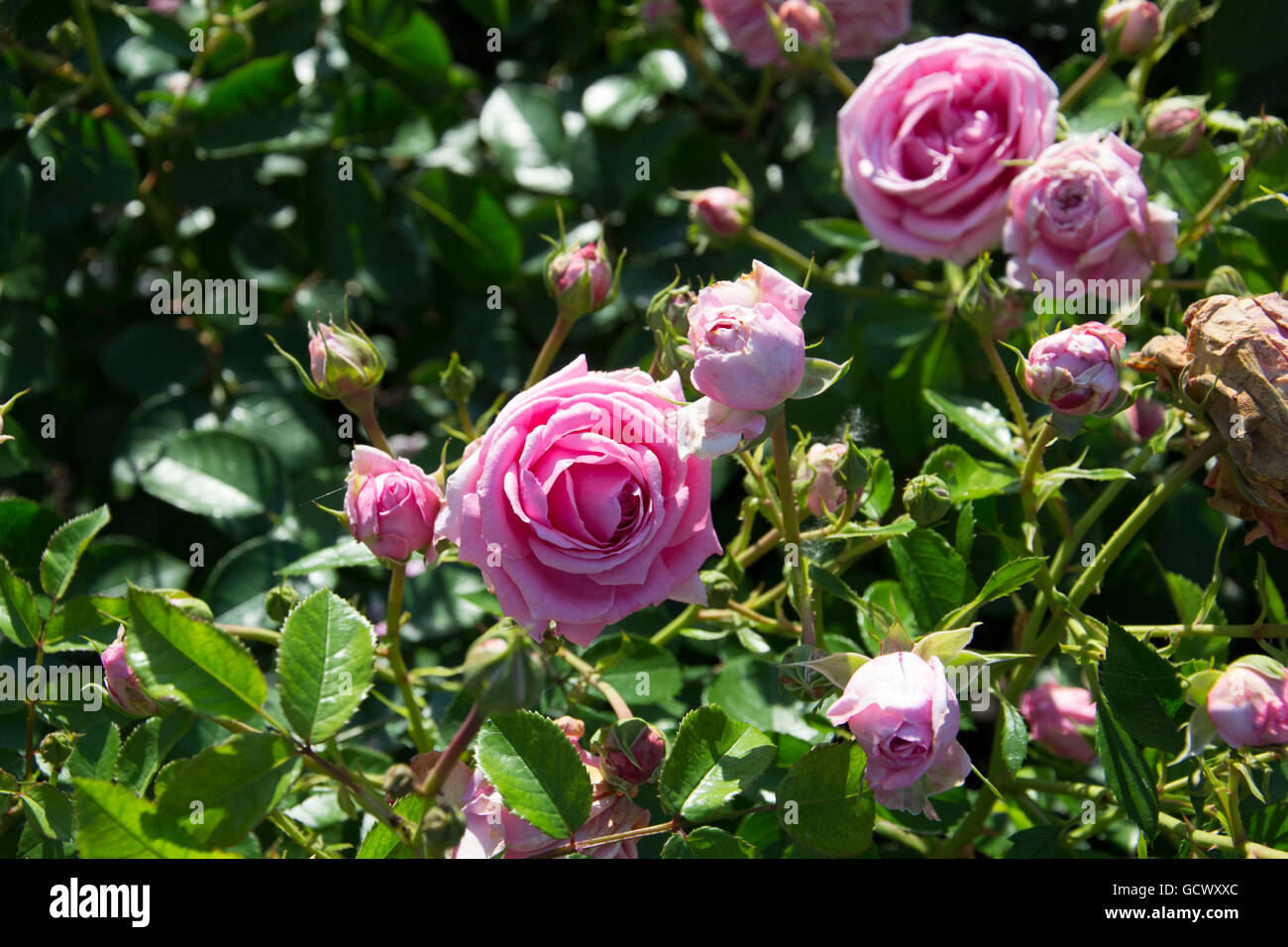 queen of denmark rose Stock Photo Alamy