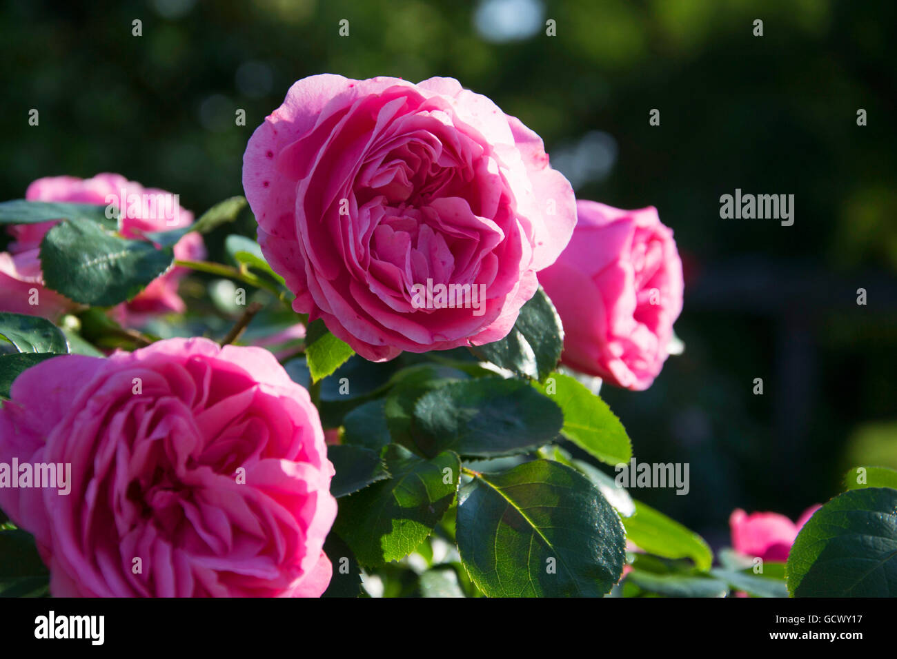 leonardo da vinci rose Stock Photo - Alamy