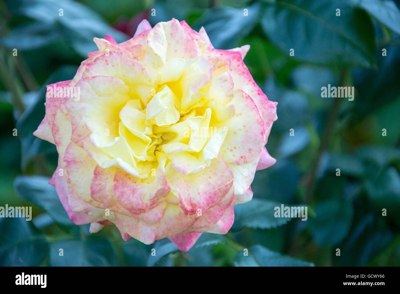 tee hybride rose Stock Photo