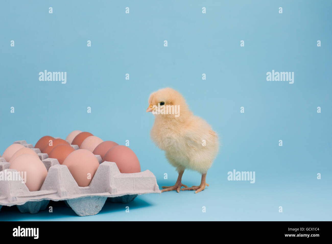 A newly hatched Buff Orpington chick stands near an egg carton of fresh brown eggs on blue background Stock Photo