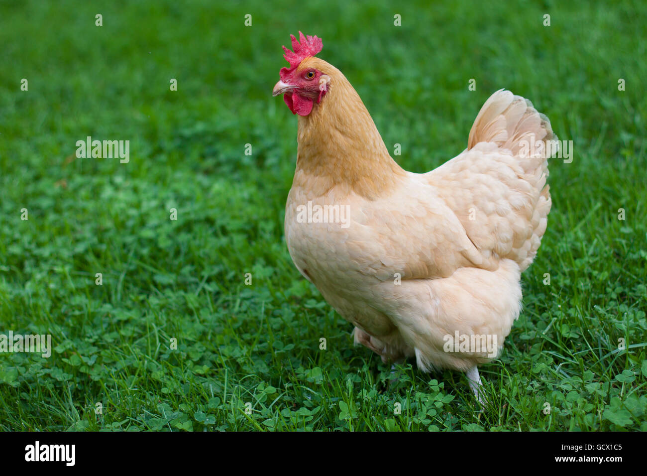 A Buff Orpington hen stands in the green grass Stock Photo