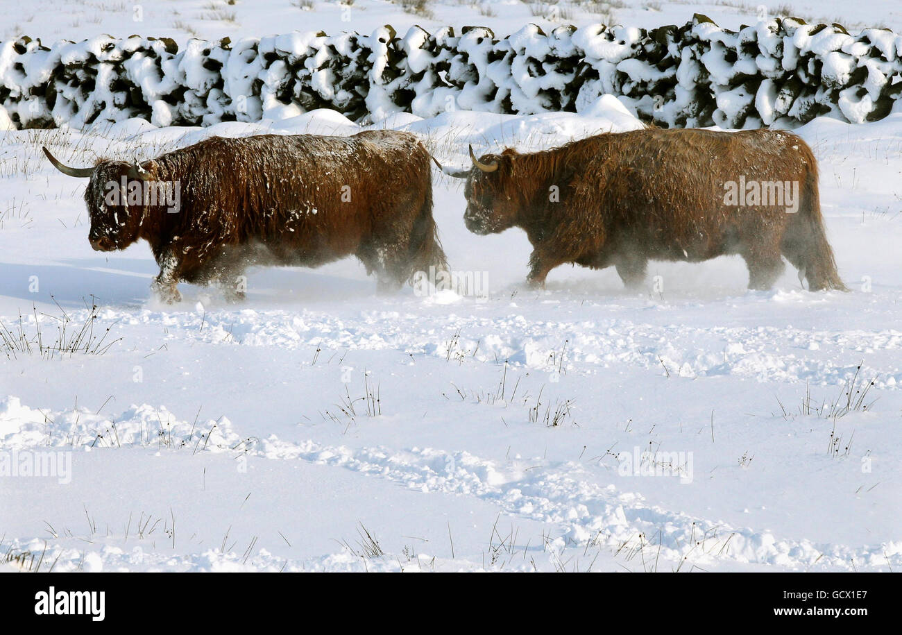 Highland cows make their way through the snow during feeding time at Craigannet Farm near Carronbridge Central Scotland, as heavy snow continues across the country. Stock Photo