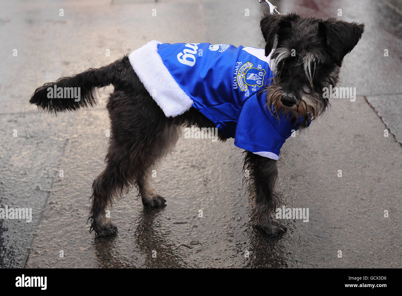 A dog dressed in an Everton shirt prior to the annual 5km Liverpool Santa  Dash, hoping to take the World Santa Challenge title back from Las Vegas  Stock Photo - Alamy