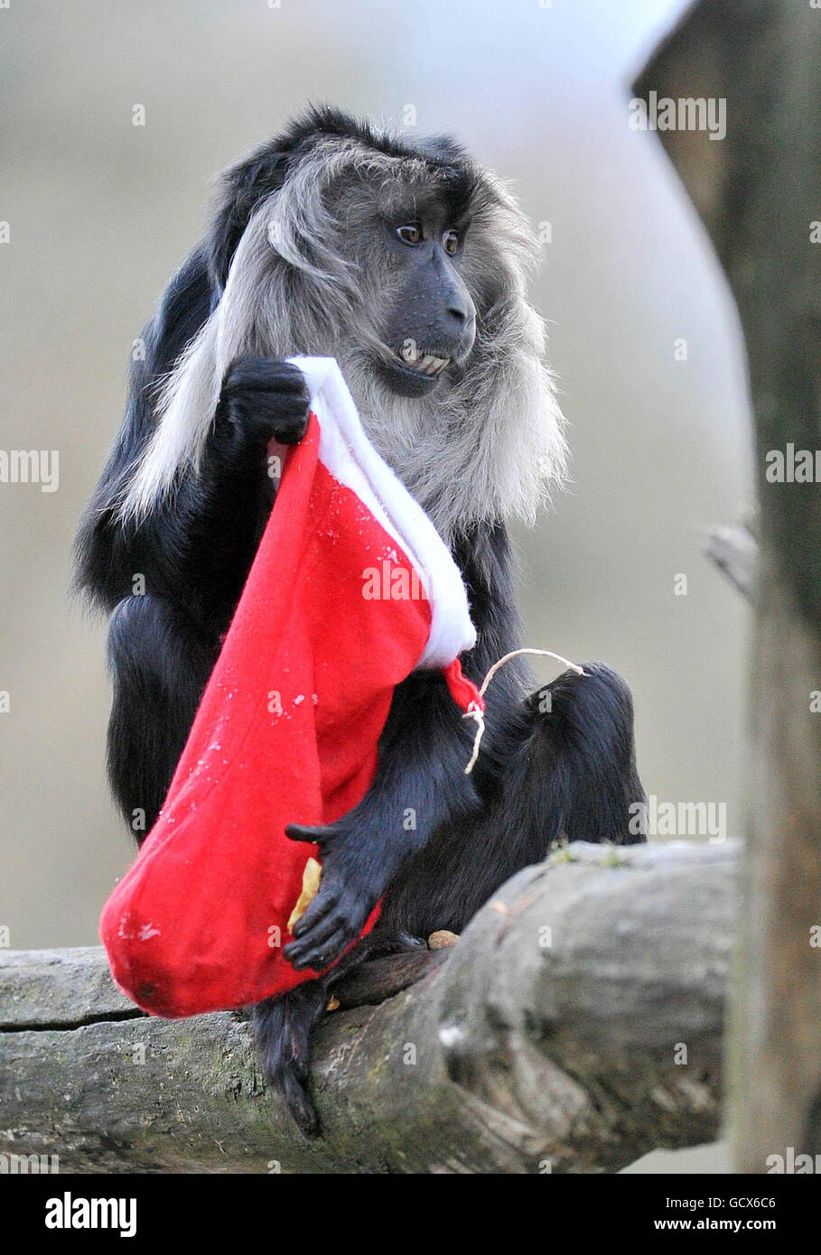 Christmas at bristol zoo garden hires stock photography and images Alamy