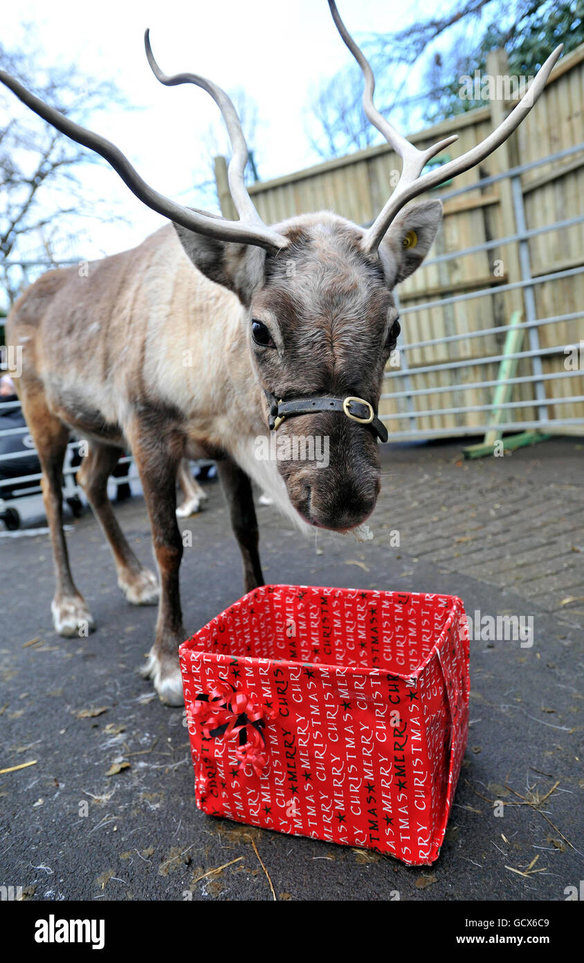 Christmas at bristol zoo garden hires stock photography and images Alamy