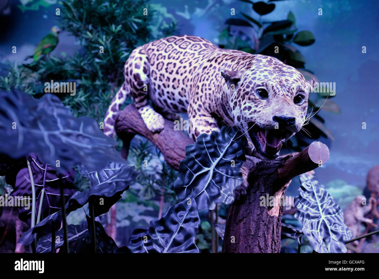 Jaguar Habitat Diorama